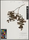 Foto von Salix aurita L.